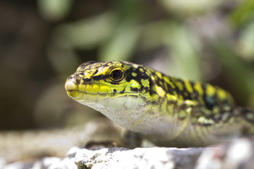 Lizard, Lucertola, sauro