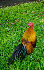 thai bantam