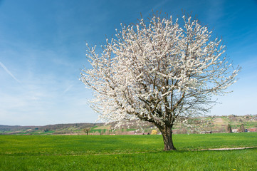 Blossoming tree