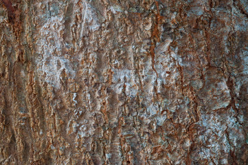 Tree bark texture