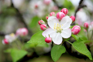 Apple Blossom