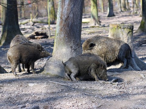 Wildschweinfamilie scheuert sich am Baum