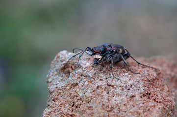 Cicindela hybrida