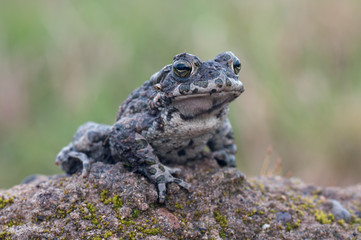 Bufo virdis