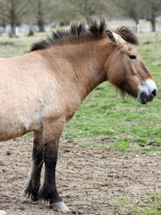 Obraz premium Przewalskipferd im Frühling