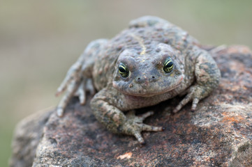 Bufo calamita