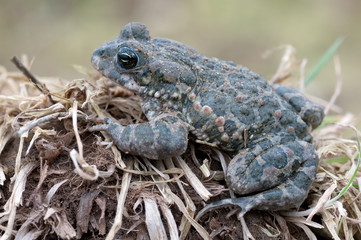 Bufo virdis