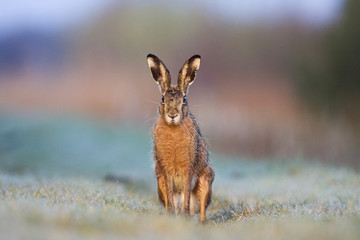 Hare (Lepus europaeus) sitting on frosted grass.