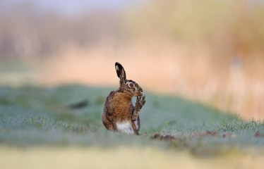 Hare, cleaning it's toes