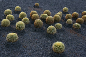 Echinocactus grusonii, genannt Schwiegermuttersitze