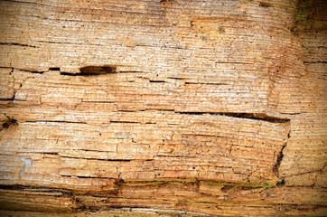 Wooden cork. Tree bark texture.