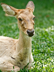 Gazelle portrait