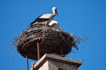 St&ouml;rche im Nest