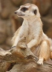 Fototapeta premium Meerkat