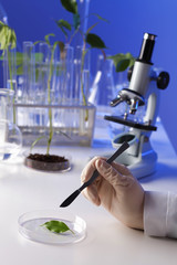 Green plants in biology laborotary