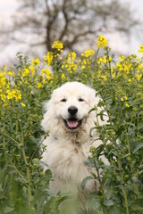 Pyrenäenberghund im Raps