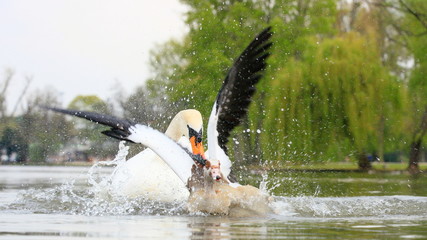 Schwan-6593b1 © axepe
