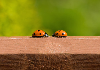 ladybird meeting