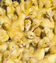 Background from small pretty ducklings collected together