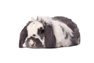 Cute Grey and White Bunny Rabbit Lying Down On White