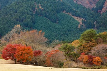 Obraz premium colofrul autumn landscape