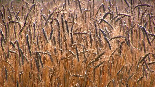 Wheat field swings on wind