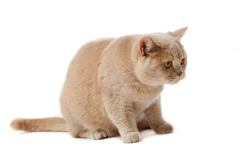 British shorthair cat on a white background.