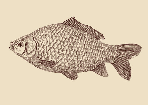 carp fish vintage drawing vector illustration isolated
