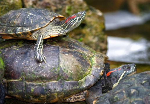 tortoises on waters edge