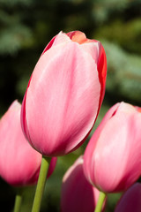 Pink Tulips