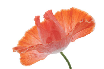Fototapeta premium poppy