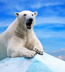 Aluminium Prints Icebear polar bear