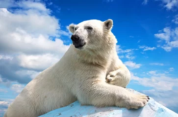Printed roller blinds Icebear polar bear against sky