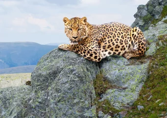 Deurstickers luipaard op wildgebied © JackF