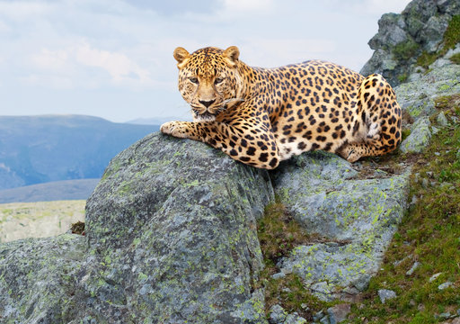leopard  at wildness area