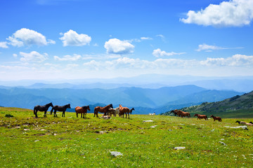 mountains landscape with  herd of horses