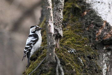 Female Downy Woodpecker