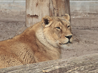 Naklejka premium Löwe