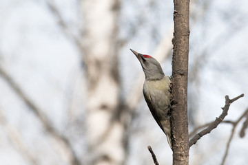 Male Grey-headed Woodpecker