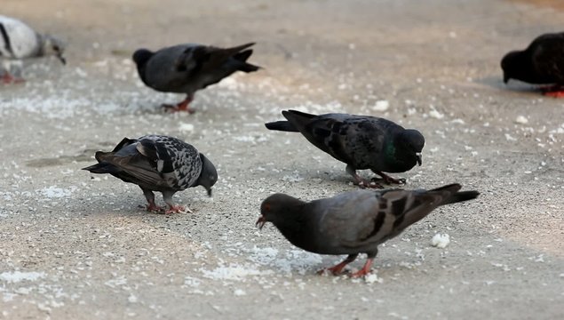 Pigeon feeding.