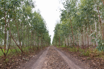 Fototapeta na wymiar Plantation Eucalyptus