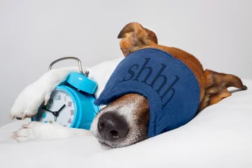 Foto auf Acrylglas Lustiger Hund Hund schläft mit Wecker und Schlafmaske