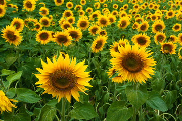 Sunflower field