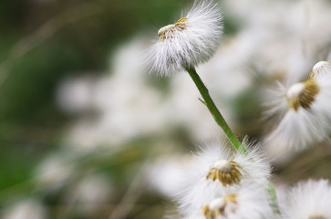 dandelion flowers field close up