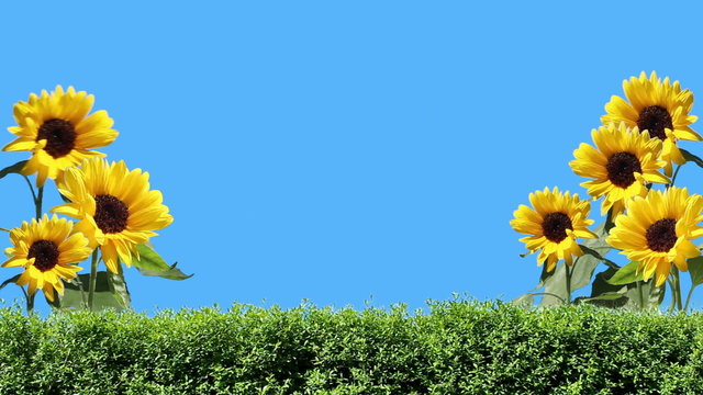 Sonnenblumen