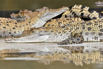 Krokodil