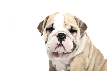 Obraz premium English bulldog puppy isolated