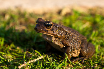 Fototapeta premium Brown toad sitting on the grass
