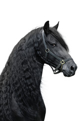 Fototapeta premium Friesian stallion on a white background
