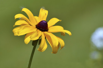 Closeup of single yellow coneflower Rudbeckia